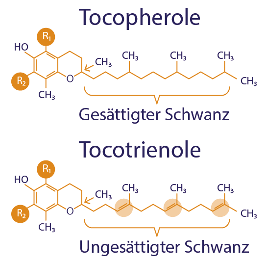 Die chemischen Verbindungen von Tocopherol und Tocotrienol