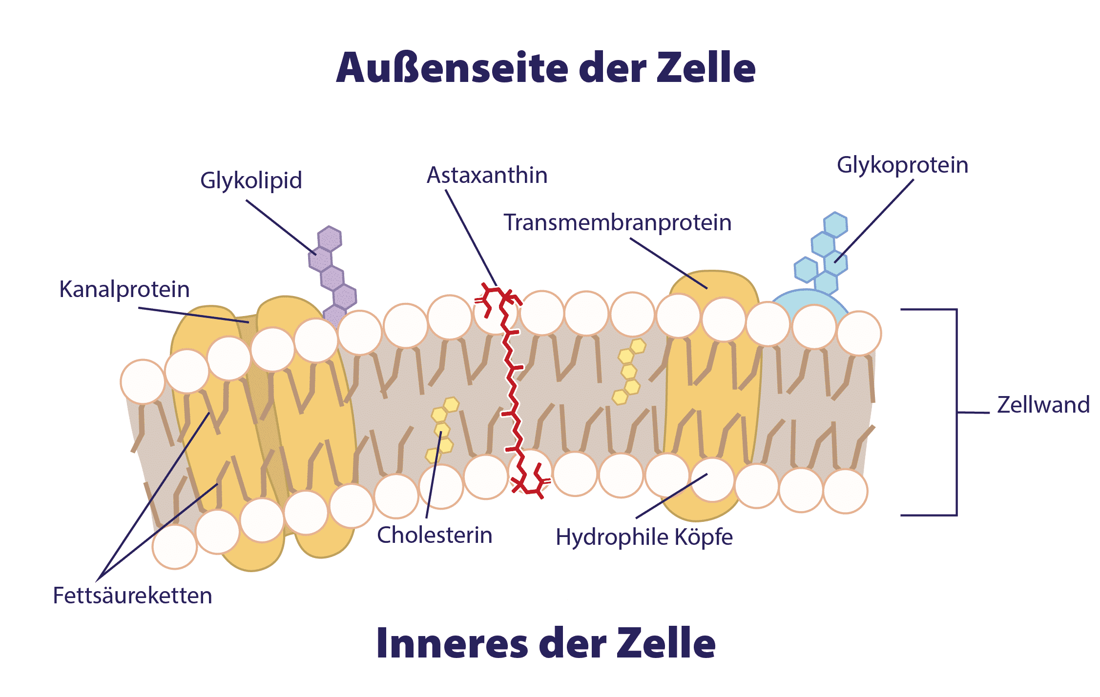 Astaxanthine in celmembraan Celmembraan DE