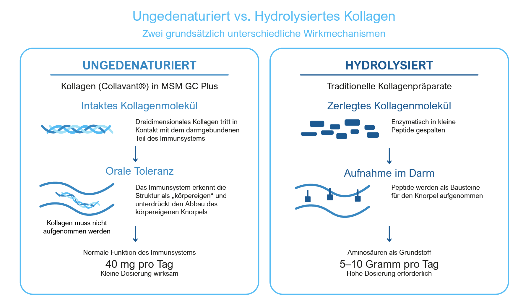 Collageen DU Beschreibung des biochemischen Prozesses der gesundheitlichen Vorteile der Einnahme von Kala Health undenaturiertem Kollagen Typ II