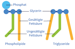 Schematischer Unterschied zwischen einem Phospholipid (Krillöl) und einem Triglyzerid (Fischöl).