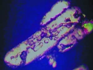 Ein MSM-Kristall nach ‚Reinigung' durch die Kristallisationsmethode. Auf dem Kristall sind deutlich Spuren von Verunreinigungen sichtbar, darunter organische Verschmutzung und Schwermetalle.