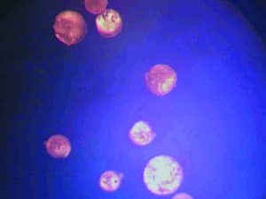 Ein OptiMSM® Kristall nach Reinigung mittels vierfacher Destillation. Auf dem Kristall sind keine Spuren von Verunreinigungen sichtbar.