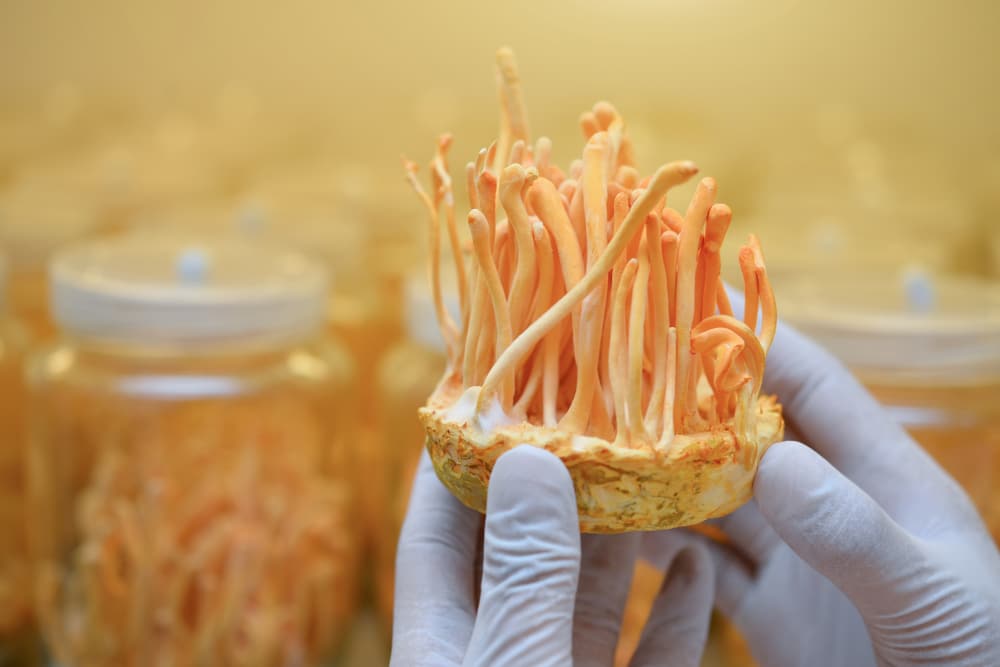 Cordyceps Sinesis: Die Wirkung 1 cordyceps