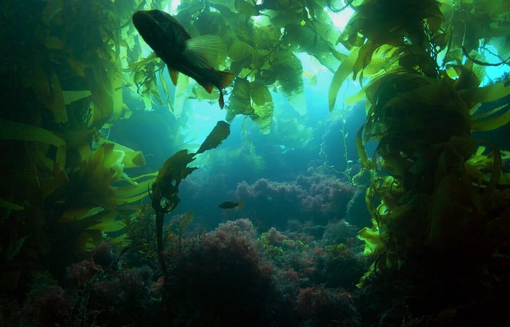 A,Silhouetted,Calico,Bass,In,A,Kelp,Forest,Off,Of Vegan omega 3
