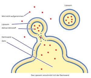 Illustration der liposomalen Aufnahme: Das Liposom verschmilzt mit der Darmwand. Das Schema zeigt ein Liposom mit aktiven Inhaltsstoffen, das mit der Zellmembran der Darmwand fusioniert, wodurch die Wirkstoffe direkt in die Zelle abgegeben werden. Ungeschützte Inhaltsstoffe (rote Kreuze) werden nicht aufgenommen.