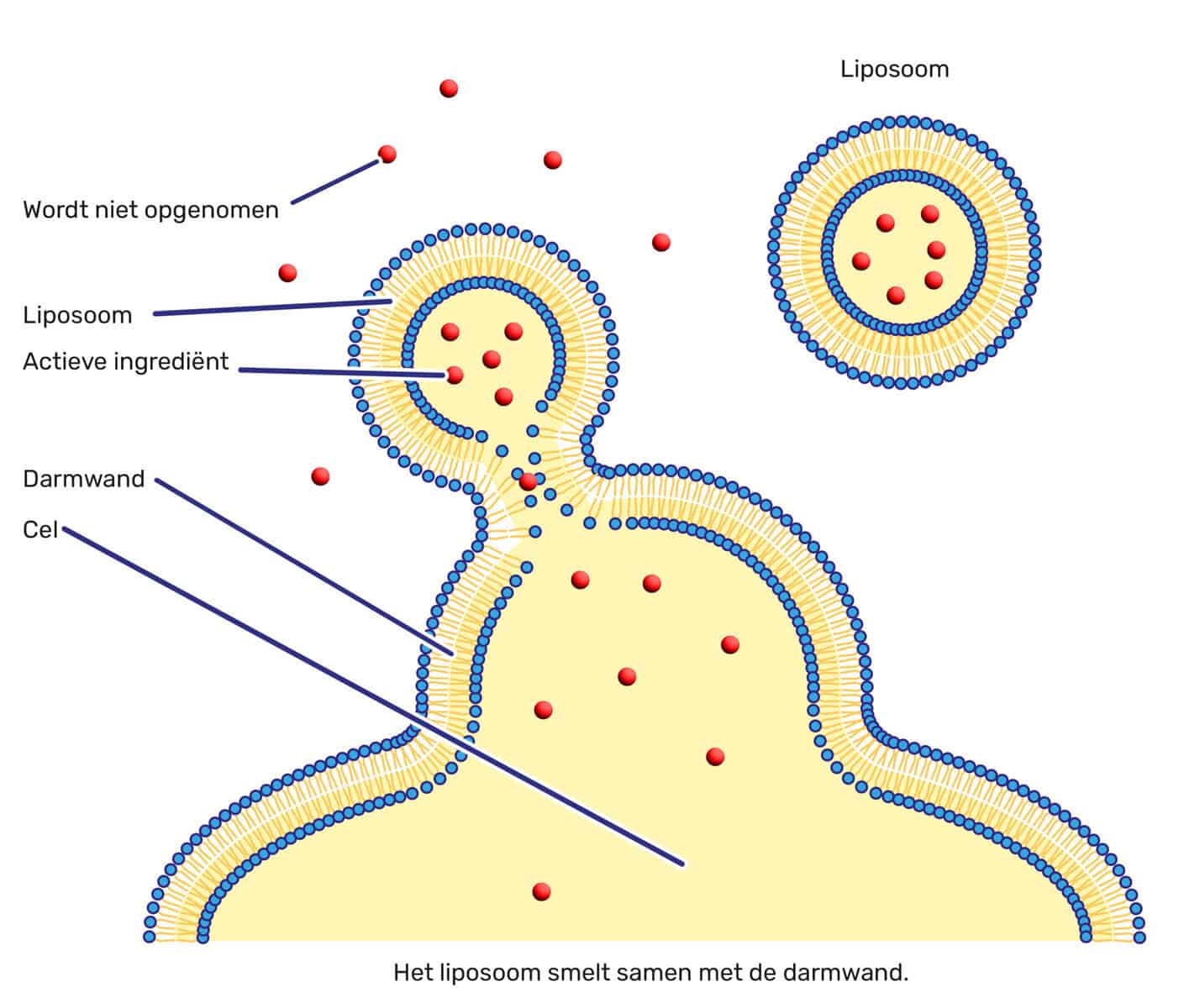 Liposomales Glutathion 4 Veranschaulichung der liposomalen Aufnahme: Das Liposom verschmilzt mit der Darmwand. Die Abbildung zeigt ein Liposom mit Wirkstoffen, das mit der Zellmembran der Darmwand verschmilzt, wodurch die Wirkstoffe direkt in die Zelle abgegeben werden. Ungeschützte Inhaltsstoffe (rote Kreuze) werden nicht resorbiert.