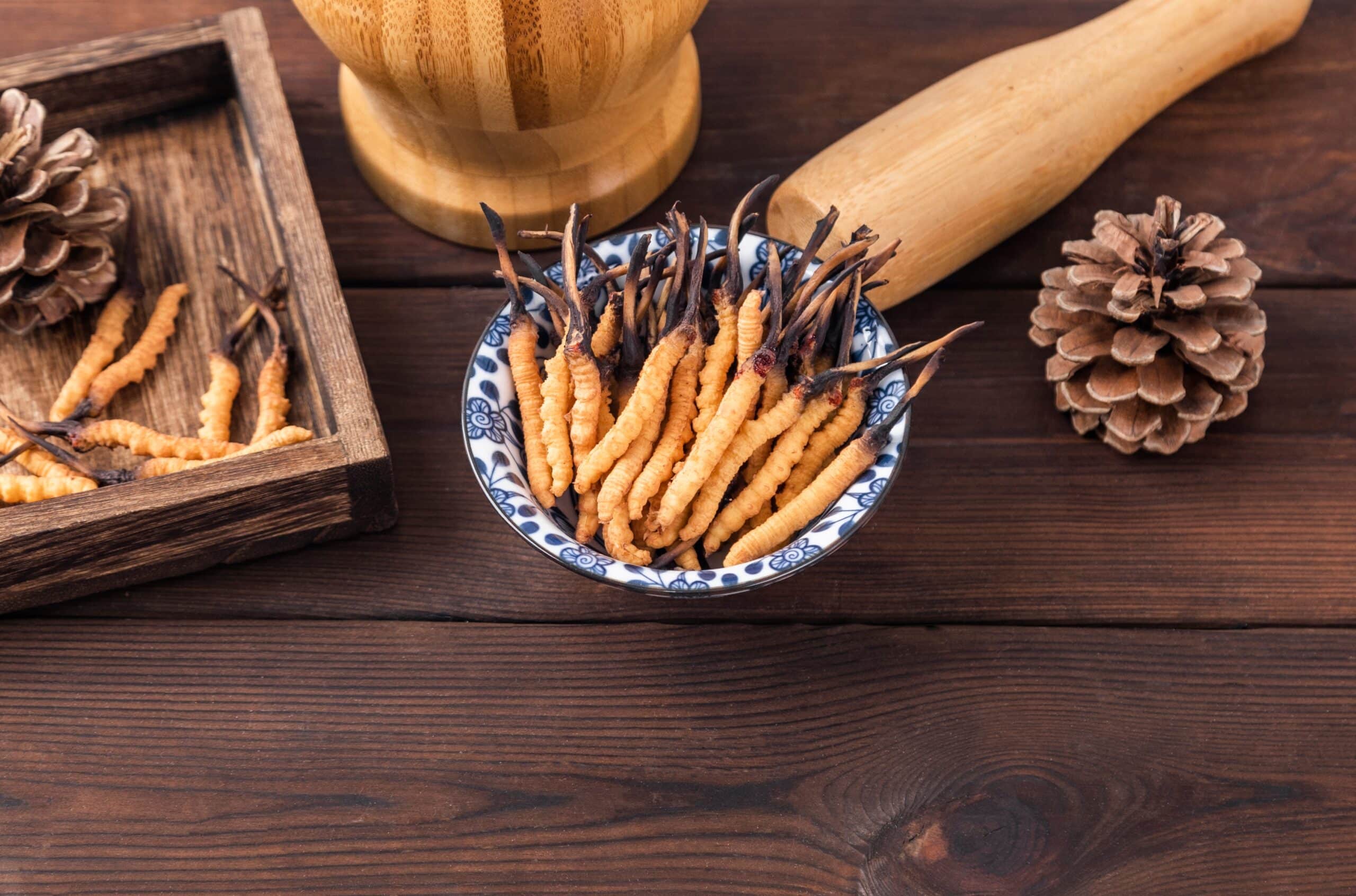 Cordyceps Sinensis