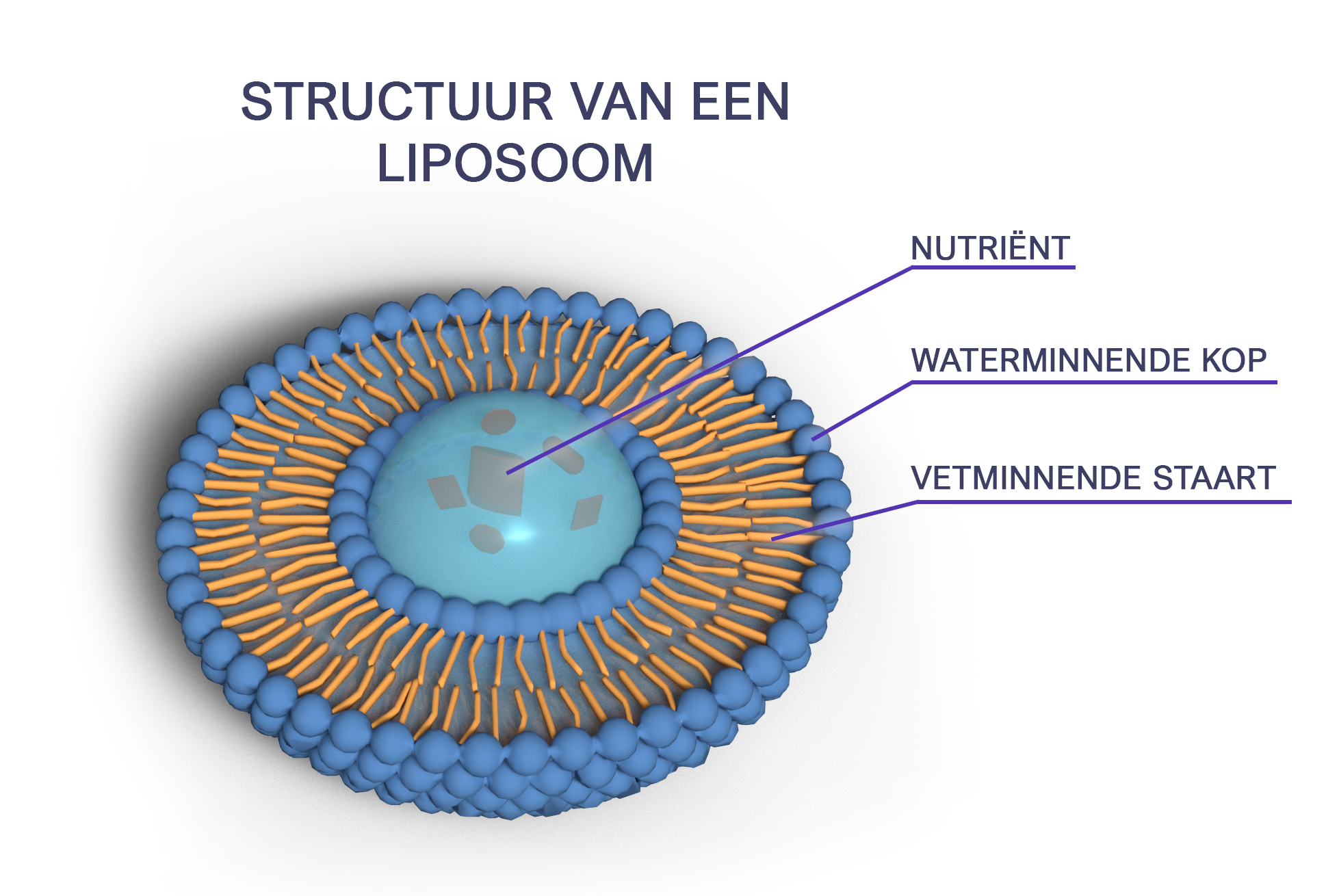 glutathion zusammensetzung Liposomal Liposomal