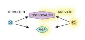 Vitamin D3 + K2 50µg/ 75µg 10 Schematische Darstellung: Vitamin D3 stimuliert die Bildung von Osteocalcin und MGP, Vitamin K2 aktiviert beide Proteine.