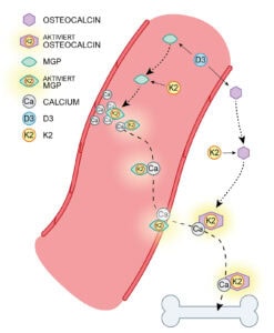 Vitamin D3 + K2 50µg/ 75µg 11 Schematische Darstellung der Wirkung von Vitamin D3 und K2: D3 stimuliert die Bildung von Osteocalcin und MGP, K2 aktiviert beide Proteine, woraufhin Calcium aus den Blutgefäßen geleitet und in den Knochen eingebaut wird.