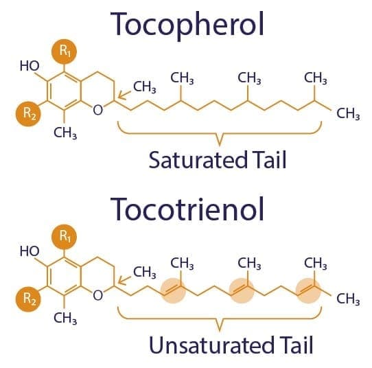 Difference in chemical structure Tocotrienols and Tocopherols Vitamin E, Tocotrienol, Tocopherol